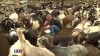 La transhumance en Corse avec les bergeries de Radule